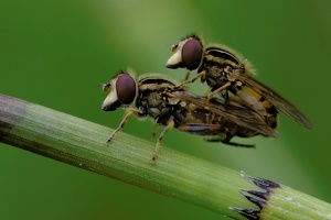 Sumpfschwebfliegen - Paarung