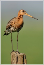 Uferschnepfe (Limosa limosa)