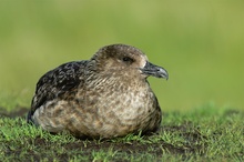 Skua