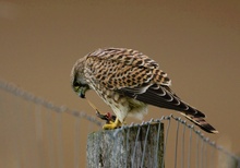 Turmfalke bei der Mahlzeit-ND