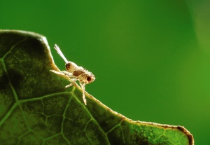 eine gratwanderung war ... (kleiner als 1 millimeter)