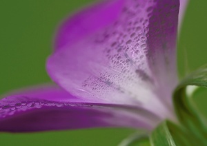 Nur eine Blüte