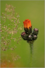 Orangerotes Habichtskraut (Hieracium aurantiacum)