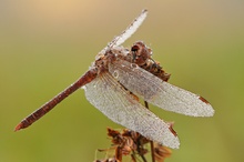 Einfach Sympetrum vulgatum.