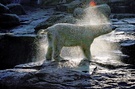 Eisbär nach einem erfrischenden Bad