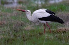 trinkender Weißstorch