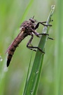 Berg-Raubfliege (Didysmachus picipes)