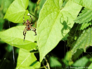 Spinne im Schatten ihrer Selbst