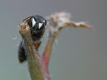 Auf meiner Palme