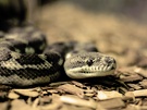 Carpet Snake