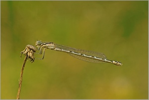 Becher-Azurjungfer (Enallagma cyathigerum).