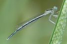 junge Federlibelle (Platycnemis pennipes)