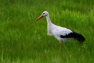 Storch