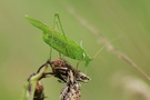 Gemeine Sichelschrecke