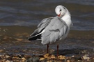Lachmöwe im Winterkleid ( Larus ridibundus)