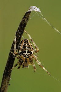Gartenkreuzspinne