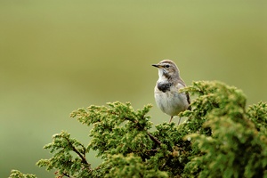 Blaukehlchen weibl.