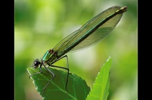 Portrait Gebänderte Prachtlibelle (Calopteryx splendens)