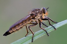 Barbarossa-Fliege (Eutolmus rufibarbis)