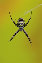 Argiope bruennichi...