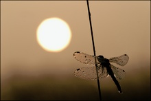 Schwarze Heidelibelle (Sympetrum danae)