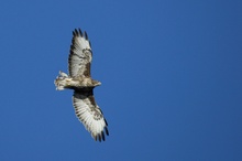 Bussard