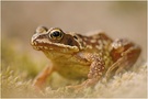 Moorfrosch (Rana arvalis)