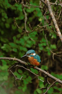 Eisvogelgeschichte