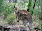 Eastern Grey Kangaroo