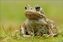 ~ Kreuzkröte ~