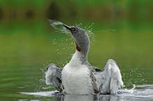 Sterntaucher bei der Morgentoilette