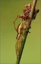 Gerandete Jagdspinne (Dolomedes fimbriatus)