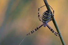 Spinne Faden Halm
