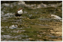 Wasseramsel