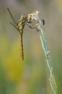 Heidelibelle
