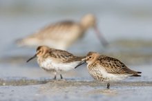 Alpenstrandläufer vor Pfuhlschnepfe