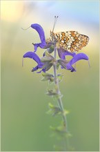 *Melitaea phoebe*