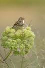 Wiesenpieper auf Wolke 7