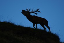 Wenn es dunkelt im Gebirge