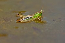 Ja, gibt es denn Wassergrashüpfer ?