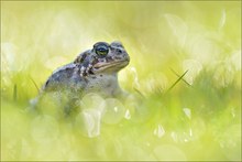 Kleiner Bufo