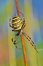 Wespenspinne (Argiope bruennichi)