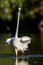 Schräger Vogel