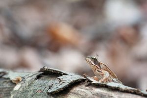 Noch so`n Froschkönig