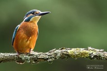 Der Eisvogel (Alcedo atthis)