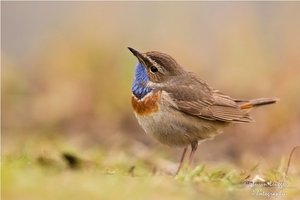 Weisssterniges Blaukehlchen