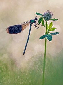 "Calopteryx splendens"