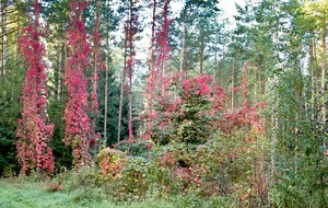 Oktoberfarben