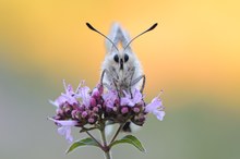 Hallo, ich bin's !