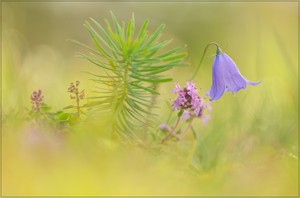 Glockenblumen-Universum